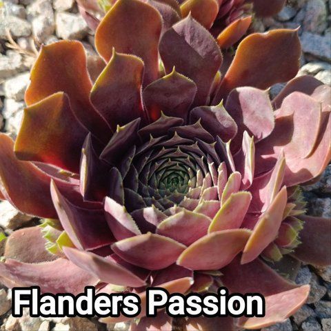 Semperv&iacute;vum Flanders Passion: 1 рік, розетка RS10119 фото
