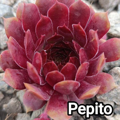Semperv&iacute;vum Pepito: 1 рік, розетка RS10233 фото