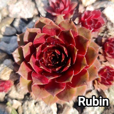 Semperv&iacute;vum Rubin: 1 рік, розетка RS10272 фото