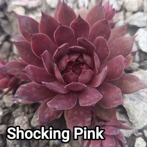 Semperv&iacute;vum Shocking Pink: 1 рік, розетка RS10285 фото