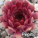 Semperv&iacute;vum Pepito: 1 рік, розетка RS10233 фото 1