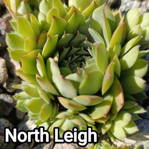 Semperv&iacute;vum North Leigh: 1 рік, розетка RS10214 фото