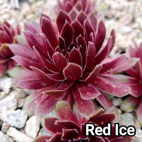 Semperv&iacute;vum Red Ise: 1 рік, розетка RS10256 фото