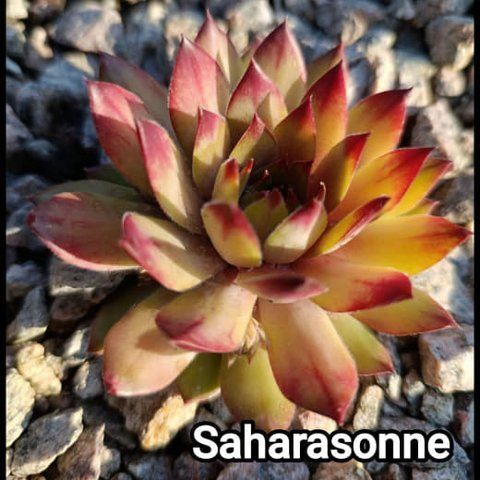 Semperv&iacute;vum Saharasonne: 1 рік, розетка RS10277 фото