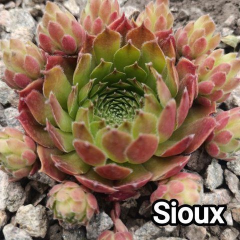 Semperv&iacute;vum Sioux: 1 рік, розетка RS10286 фото