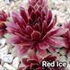 Semperv&iacute;vum Red Ise: 1 рік, розетка RS10256 фото 1