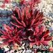 Semperv&iacute;vum Red Ise: 1 рік, розетка RS10256 фото 3