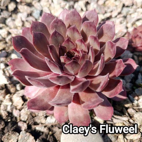Semperv&iacute;vum Claey`S Fluweel: 1 рік, розетка RS10073 фото