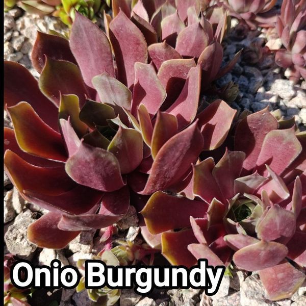 Semperv&iacute;vum Ohio Burgundy: 1 рік, розетка RS10215 фото