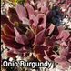 Semperv&iacute;vum Ohio Burgundy: 1 рік, розетка RS10215 фото 1