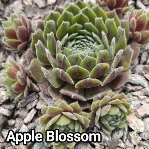 Semperv&iacute;vum Apple Blossom: 1 рік, розетка RS10021 фото