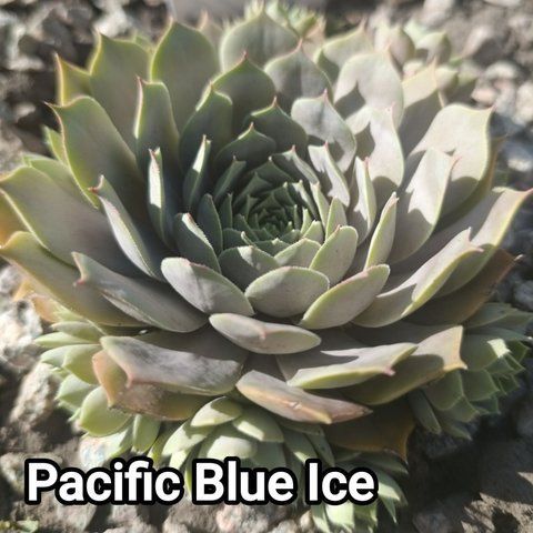 Semperv&iacute;vum Pacific Blue Ice: 1 рік, розетка RS10225 фото
