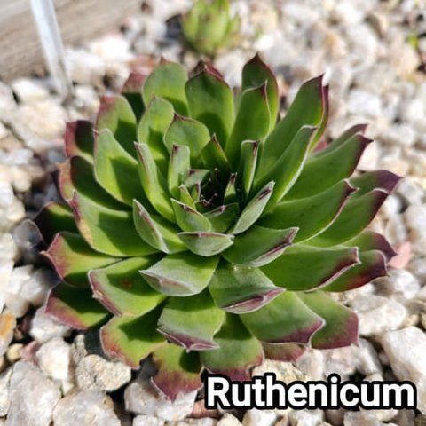 Semperv&iacute;vum Ruthenicum: 1 рік, розетка RS10275 фото