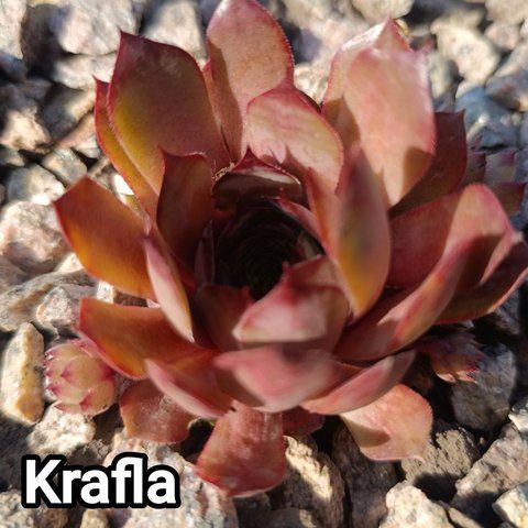 Semperv&iacute;vum Krafla: 1 рік, розетка RS10169 фото