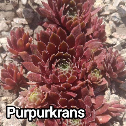 Semperv&iacute;vum Purpurkrans: 1 рік, розетка RS10248 фото