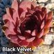 Semperv&iacute;vum Black Velvet: 1 рік, розетка RS10038 фото 2