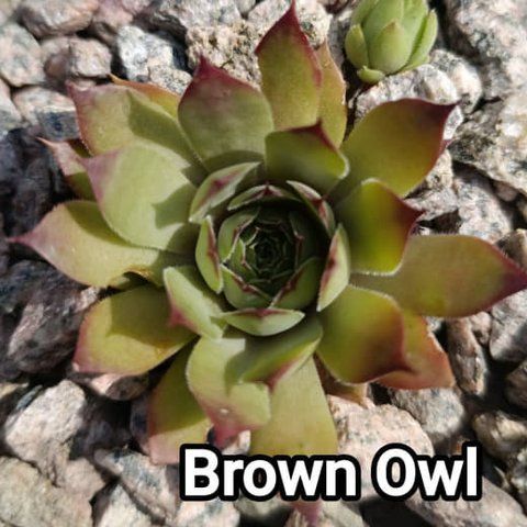 Semperv&iacute;vum Brown Owl: 1 рік, розетка RS10055 фото