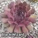 Semperv&iacute;vum Blackwizzard: 1 рік, розетка RS10041 фото 1