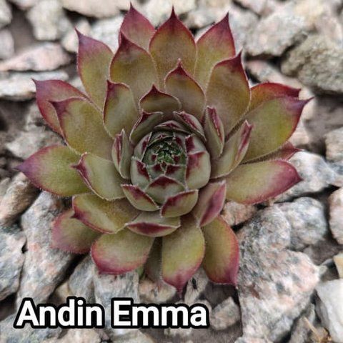 Semperv&iacute;vum Andin Emma: 1 рік, розетка RS10017 фото