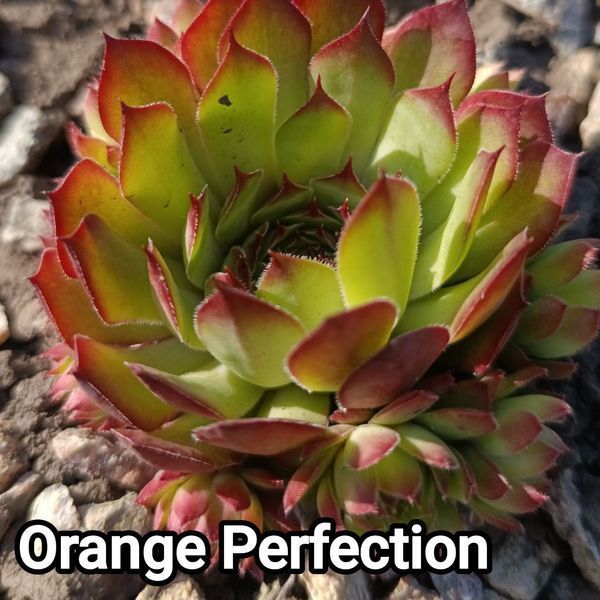 Semperv&iacute;vum Orange Perfection: 1 рік, розетка RS10220 фото