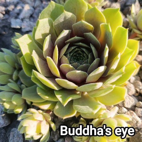 Semperv&iacute;vum Buddhas Eye: 1 рік, розетка RS10056 фото