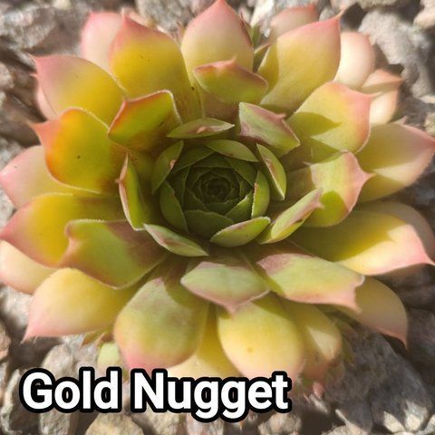 Semperv&iacute;vum Gold Nuget: 1 рік, розетка RS10138 фото