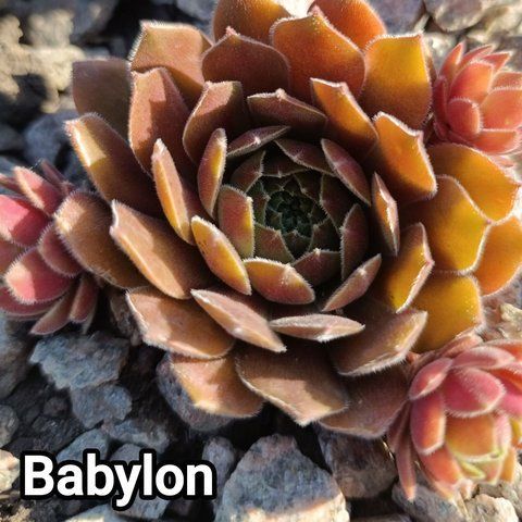 Semperv&iacute;vum Babylon: 1 рік, розетка RS10026 фото