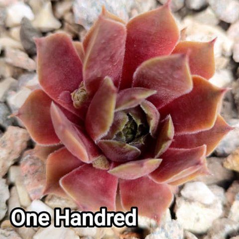 Semperv&iacute;vum One Hundred: 1 рік, розетка RS10218 фото