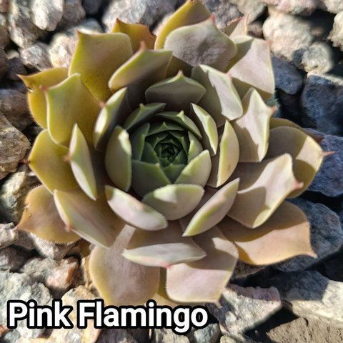 Semperv&iacute;vum Pink Flamingo: 1 рік, розетка RS10238 фото