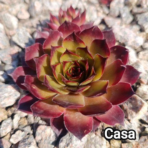 Semperv&iacute;vum Casablanca: 1 рік, розетка RS10065 фото