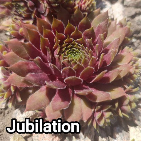Semperv&iacute;vum Jubilations: 1 рік, розетка RS10158 фото