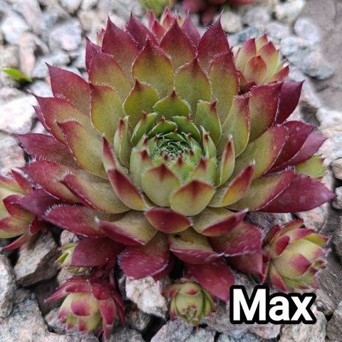 Semperv&iacute;vum Max: 1 рік, розетка RS10192 фото