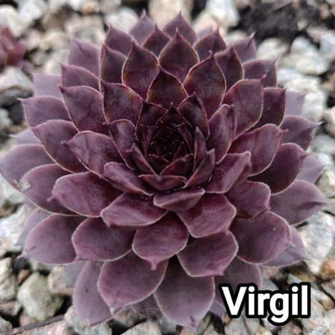 Semperv&iacute;vum Virgil: 1 рік, розетка RS10316 фото