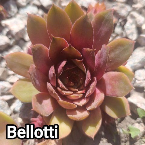 Semperv&iacute;vum Bellotti: 1 рік, розетка RS10030 фото