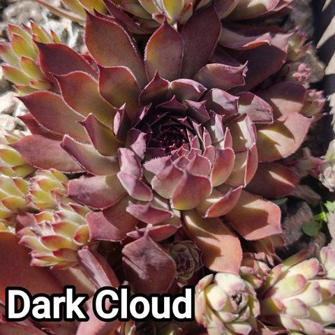 Semperv&iacute;vum Dark Clout: 1 рік, розетка RS10086 фото