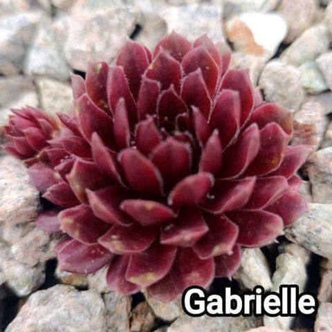 Semperv&iacute;vum Gabrielle: 1 рік, розетка RS10131 фото