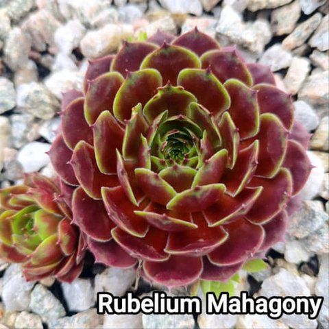 Semperv&iacute;vum Rubellum Mahagony: 1 рік, розетка RS10270 фото