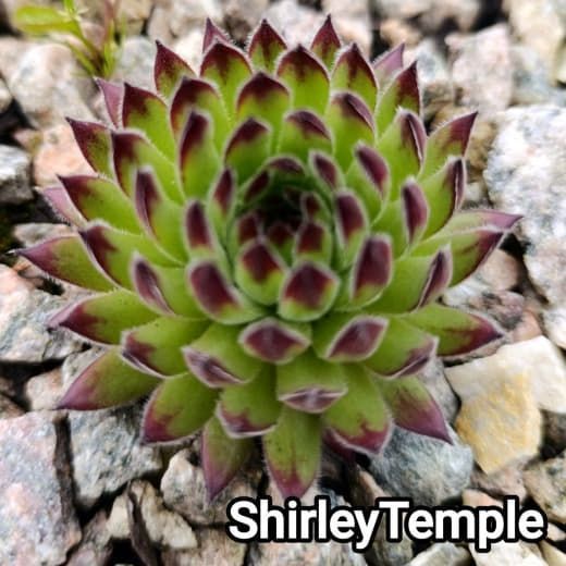 Semperv&iacute;vum Shirley Temple (Бархат: 1 рік, розетка RS10284 фото