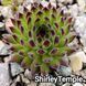 Semperv&iacute;vum Shirley Temple (Бархат: 1 рік, розетка RS10284 фото 2