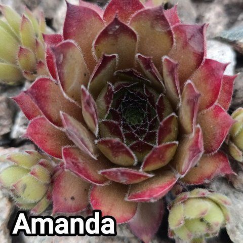 Semperv&iacute;vum Amanda: 1 рік, розетка RS10013 фото
