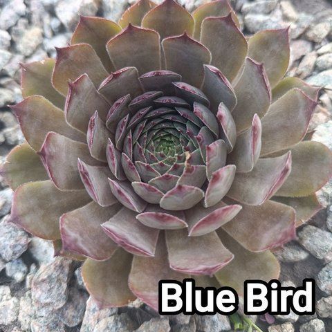 Semperv&iacute;vum Blue Bird: 1 рік, розетка RS10044 фото