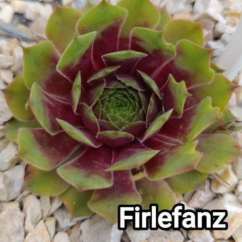 Semperv&iacute;vum Firlefanz: 1 рік, розетка RS10116 фото