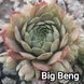 Semperv&iacute;vum Big Ben: 1 рік, розетка RS10033 фото 1