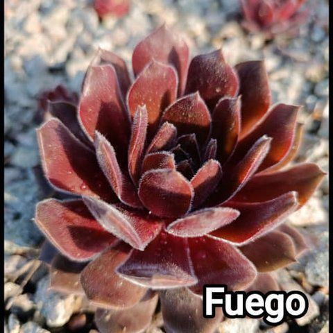 Semperv&iacute;vum Fuego: 1 рік, розетка RS10130 фото