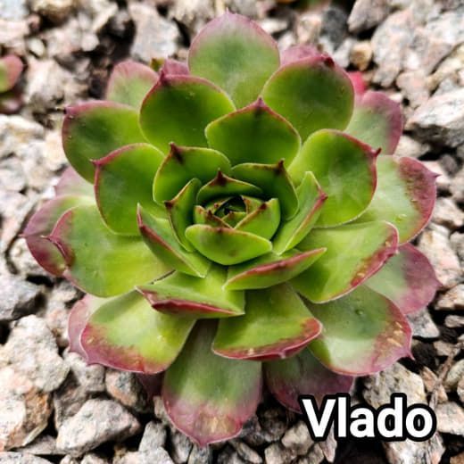 Semperv&iacute;vum Vlado: 1 рік, розетка RS10317 фото