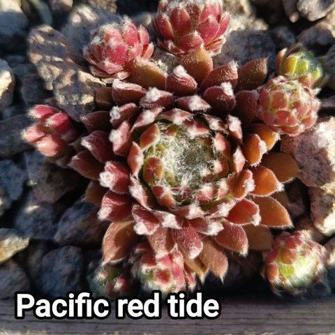 Semperv&iacute;vum Pasific Red Tide: 1 рік, розетка RS10231 фото