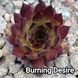 Semperv&iacute;vum Burning Desire: 1 рік, розетка RS10058 фото 1