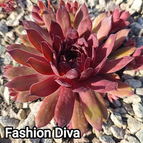 Semperv&iacute;vum Fashion Diva: 1 рік, розетка RS10113 фото