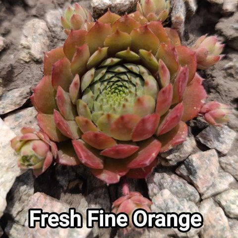 Semperv&iacute;vum Fresh Fine Orange: 1 рік, розетка RS10127 фото