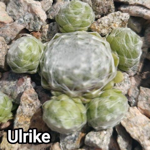 Semperv&iacute;vum Ulrike: 1 рік, розетка RS10309 фото